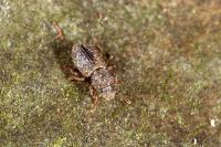 Diodesma subterranea