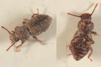 Diodesma subterranea