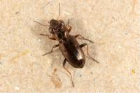 Notiophilus rufipes