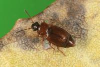 Anthobium atrocephalum