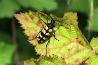 Leptura quadrifasciata