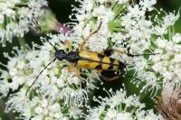 Rutpela maculata
