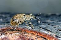 Trichopterapion holosericeum