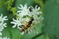 Rutpela maculata