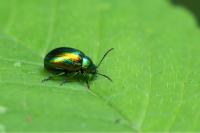 Chrysolina fastuosa