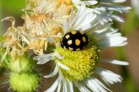 Coccinula quatuordecimpustulata