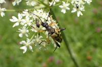 Rutpela maculata
