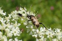 Pachytodes cerambyciformis