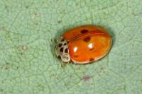 Adalia decempunctata