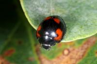 Exochomus quadripustulatus