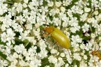 Cteniopus sulphureus