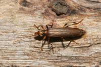 Oedemera femoralis