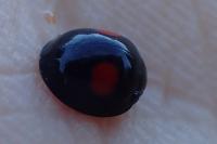 Chilocorus renipustulatus