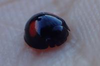 Chilocorus renipustulatus