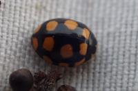 Coccinula quatuordecimpustulata