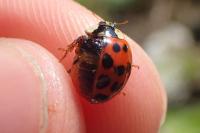 Harmonia axyridis