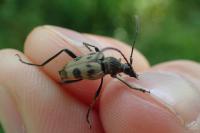 Pachytodes cerambyciformis