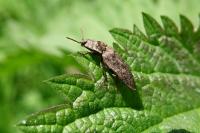 Agrypnus murinus