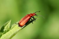 Pyrochroa serraticornis