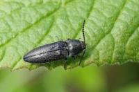 Cidnopus pilosus