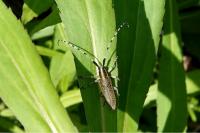 Agapanthia villosoviridescens