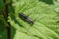 Agapanthia cardui