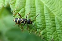 Clytus arietis