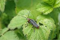 Cantharis rustica