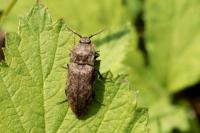 Agrypnus murinus
