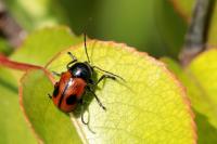 Cryptocephalus bipunctatus