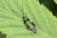Oedemera nobilis