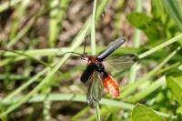Cantharis rustica