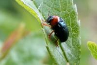 Smaragdina salicina