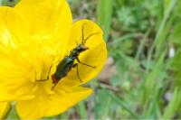 Malachius bipustulatus