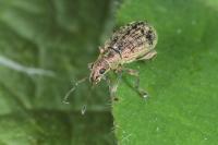 Polydrusus cervinus