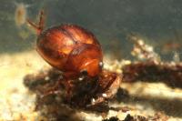 Hyphydrus ovatus