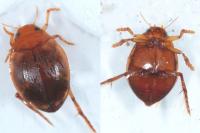 Hyphydrus ovatus