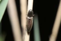 Athous haemorrhoidalis