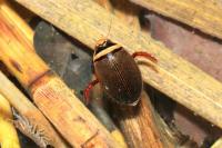 Graphoderus cinereus