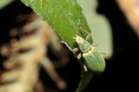 Polydrusus impressifrons