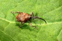 Curculio glandium