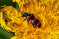 Trichodes alvearius