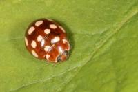 Calvia quatuordecimguttata