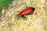 Pyrochroa serraticornis