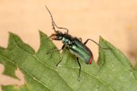 Malachius bipustulatus