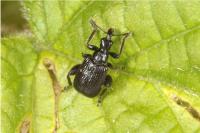 Deporaus betulae