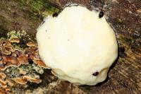 Anisotoma humeralis