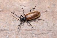 Lagria hirta