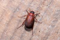 Serica brunnea