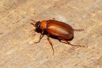 Serica brunnea